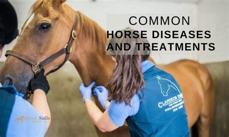 horse prerace|5 most common horse diseases.